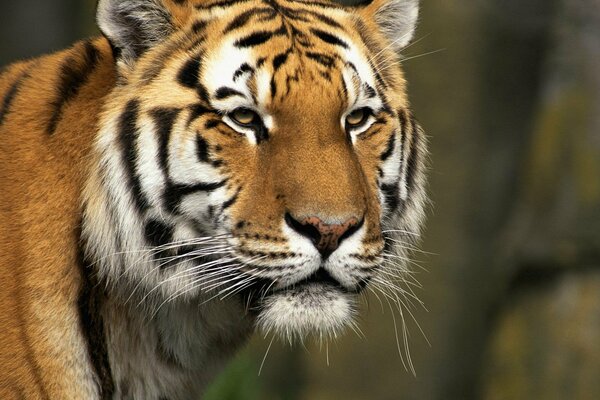 Tigre en el bosque. Depredador, bestia en la naturaleza