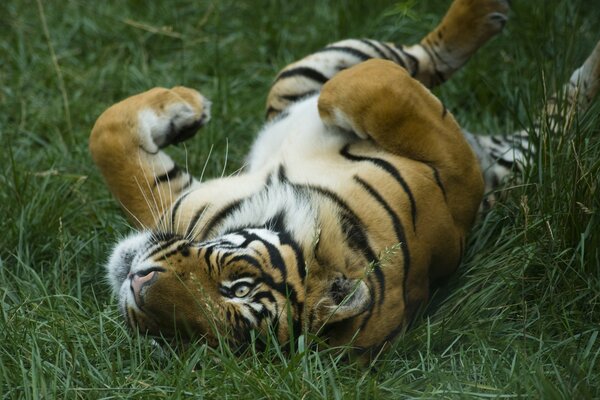 Grand chat-tigre rayé