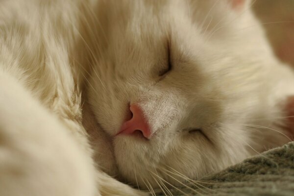 The white cat is fast asleep