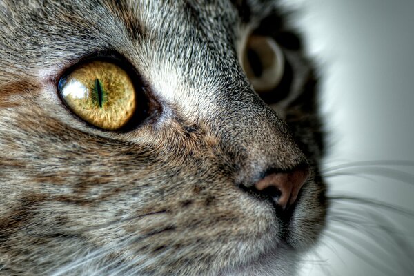 Lo sguardo implorante di un gattino grigio-marrone