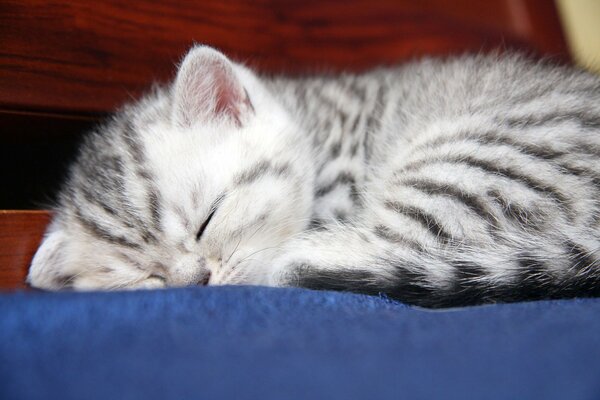 Joli chaton dort