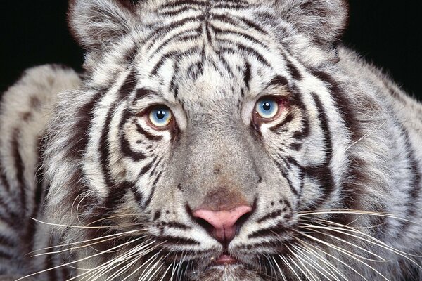 Biały Tygrys. Niebieski kolor oczu