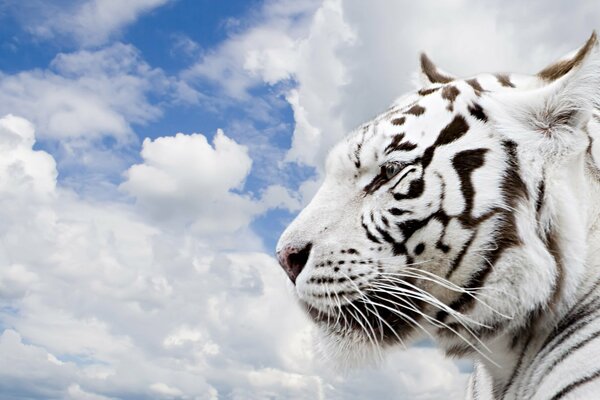 Un importante tigre blanco contra las nubes