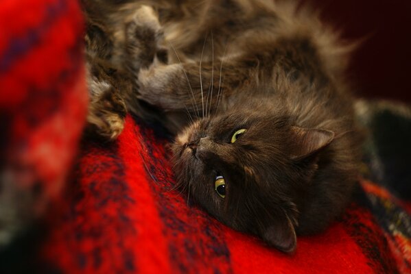 Chat noir couché sur une couverture rouge