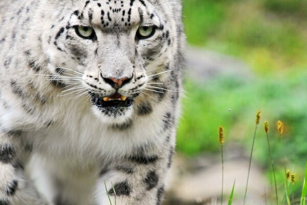 Un animal félin sauvage en attente d une victime