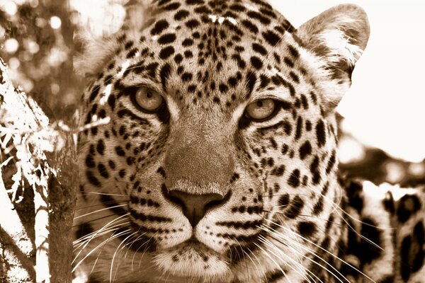 The leopard stares intently at the camera