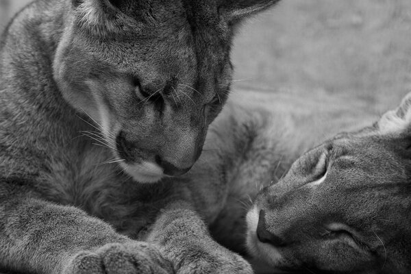 A pair of tigers retire to sleep