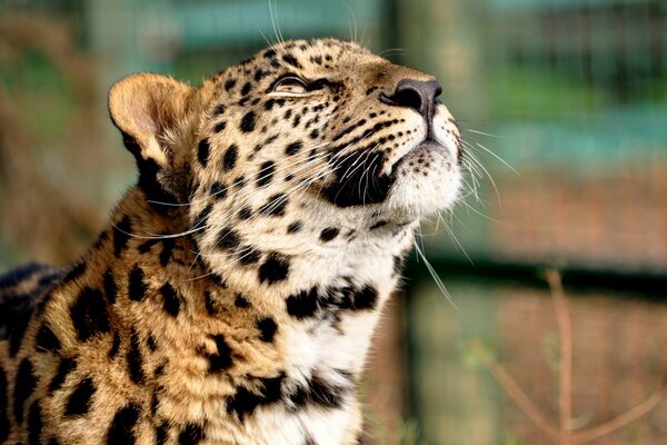 Leopardo alzato la testa annusando