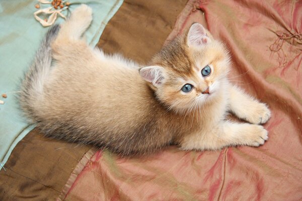 A red-haired kitten is resting on a blanket