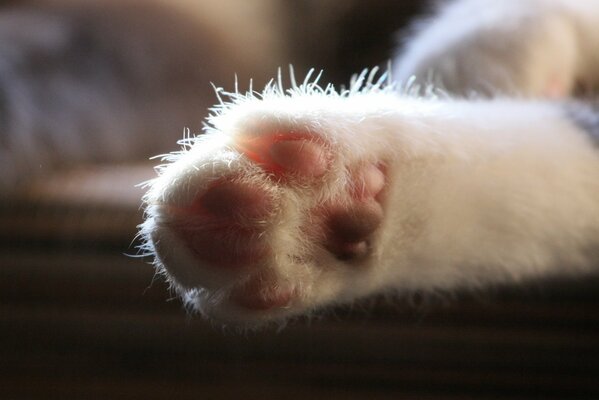 A cat s plush paw in macro photography