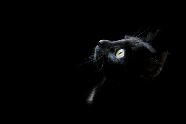 Black cat hiding in the dark