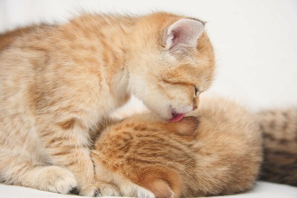 Süßes Kätzchen leckt ein anderes Kätzchen