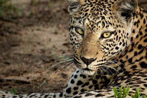 Der Leopard liegt und schaut in die Kamera