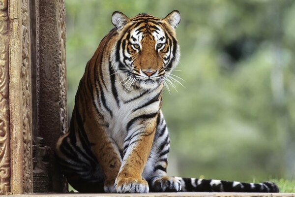 Le tigre est gracieusement assis près de la colonne