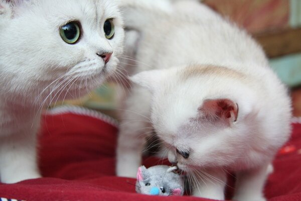 A white cat and her kitten