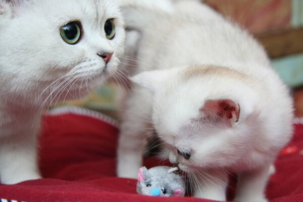 Chat blanc et son chaton