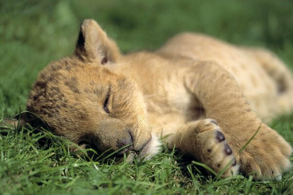 A little lion cub is sleeping on the grass