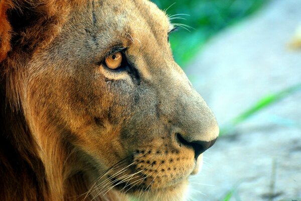 The lion looks into the distance with a piercing gaze