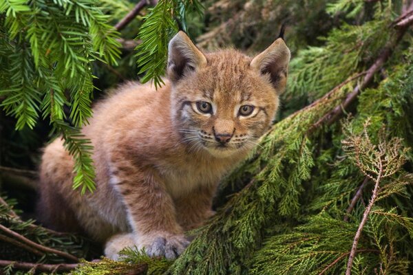 Beau Lynx dans la forêt de conifères