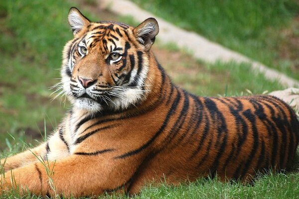 Мощный тигр наблюдает. Лежит на лужайке