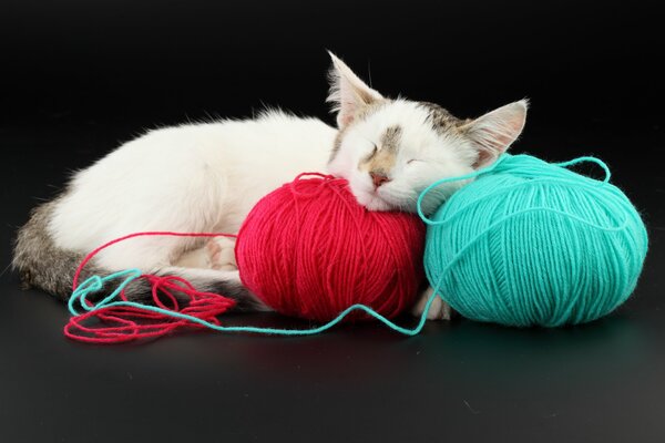 Chat blanc se trouve sur des enchevêtrements de fils