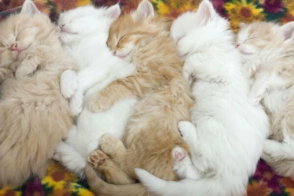 Red and white kittens sleep mixed up