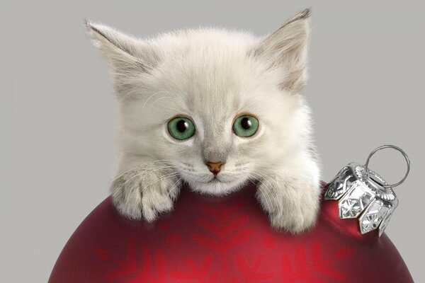 The kitten dangled its paws from the Christmas ball