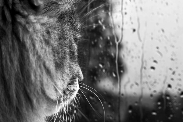 The cat watches the rain