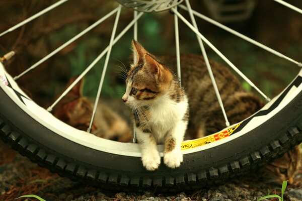 Pequeño gatito en la rueda. El gatito se dio la vuelta