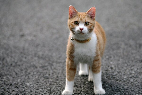 A cat in a collar on the asphalt