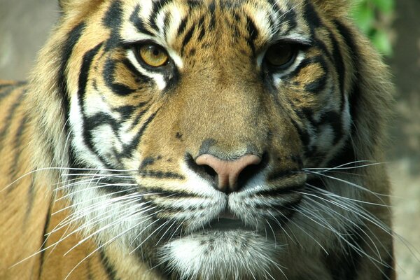 Ich bin nicht deine Muschi, ich bin ein erwachsener mächtiger Tiger, schau mir in die Augen