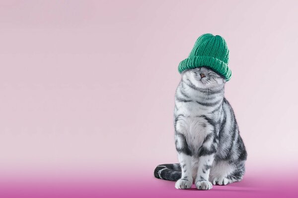Pręgowany kot w zielonej czapce