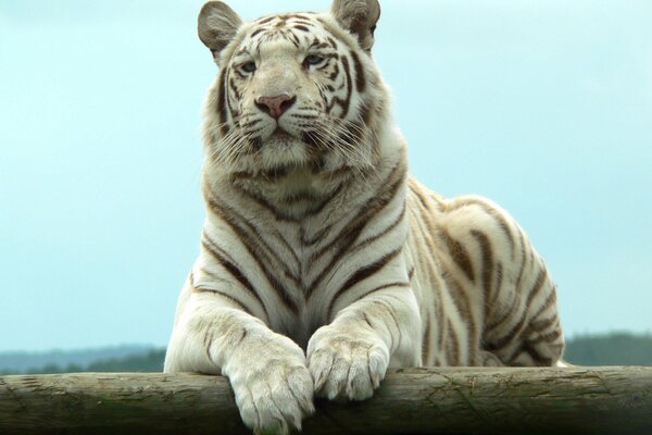 The white tiger lies gracefully