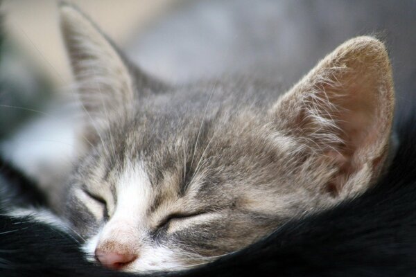 Chaton se trouve le museau sur sa mère