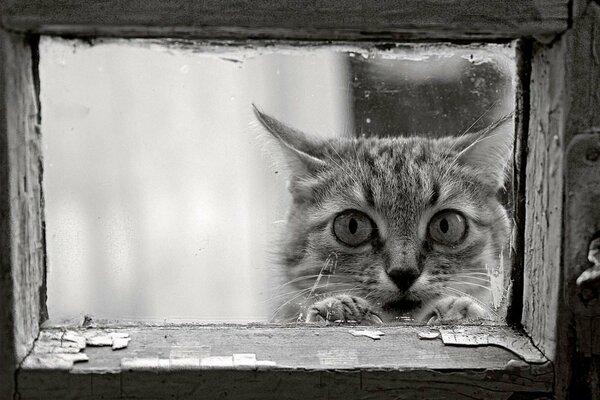 El gato en el marco de la ventana, una mirada del pasado
