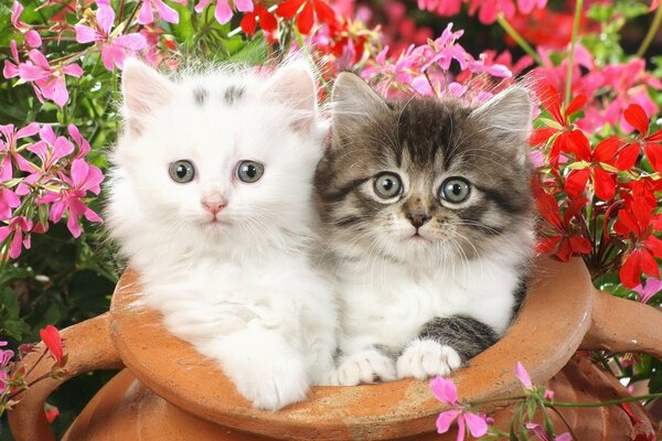 Pequeños gatitos peludos en flores