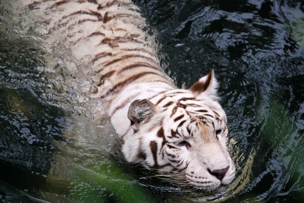 White tiger swimming in the water