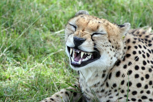 Leoparden können auch lachen