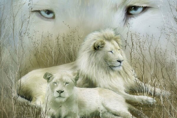 Lionne blanche et Lion blanc