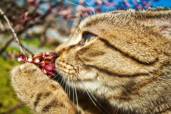 Kitty sniffs spring flowers