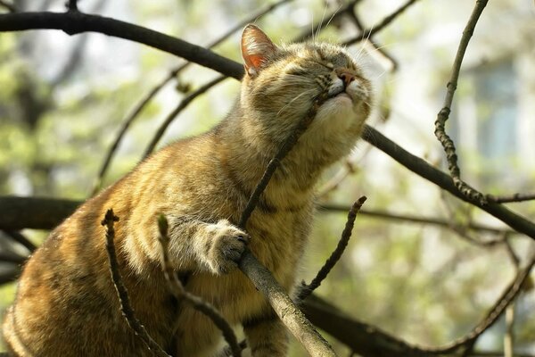 Glückliche Katze im Frühling auf einem Ast