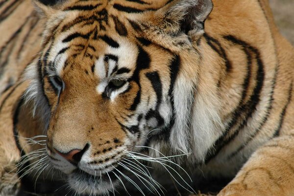 Tigerfarbe. Ein Blick auf ein Raubtier in der Natur