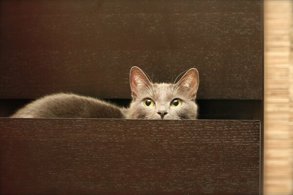 A cat in a gray chest of drawers or a cat in a chest of drawers