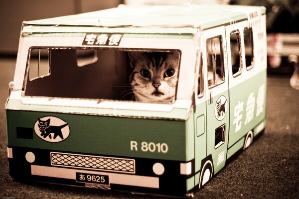 Autobus per gatti con gatto all interno