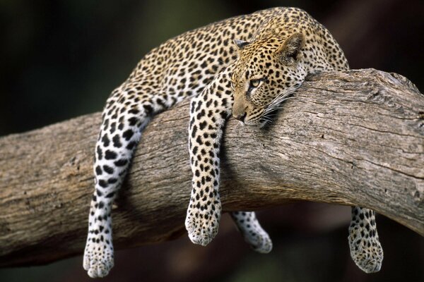 Papel pintado leopardo colgando en el árbol