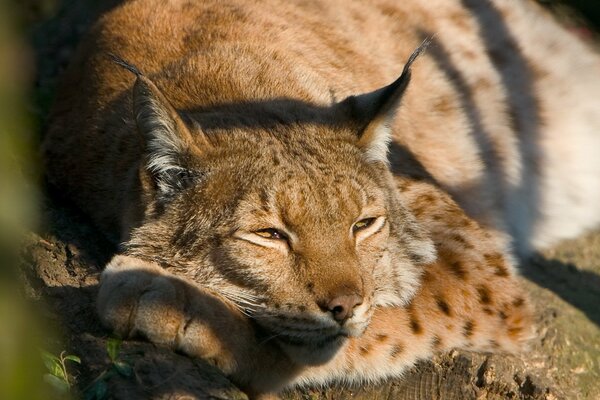 Painting lynx sleeping on a tree