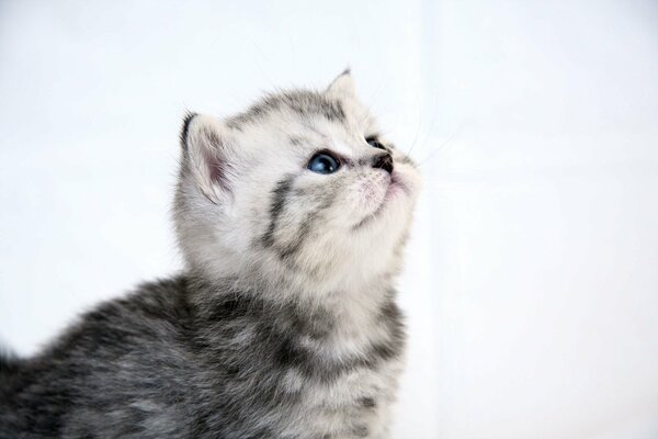 Cute kitten in gray white color