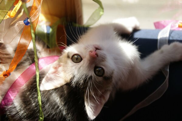 Fond de chaton jouant dans les bandes