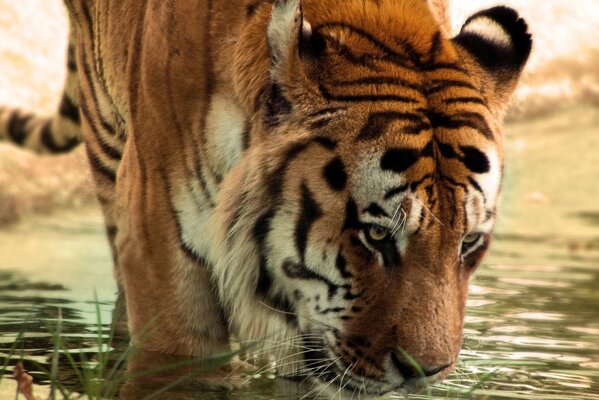 La tigre a strisce beve acqua