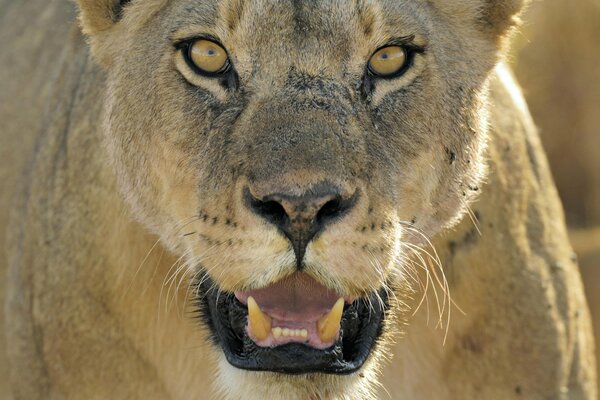 The lioness looks forward with her mouth open